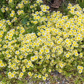 Limnanthe de Douglas - Limnanthes douglasii - Willemse
