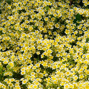 Limnanthes douglasii - Limnanthe de Douglas - Graines de fleurs