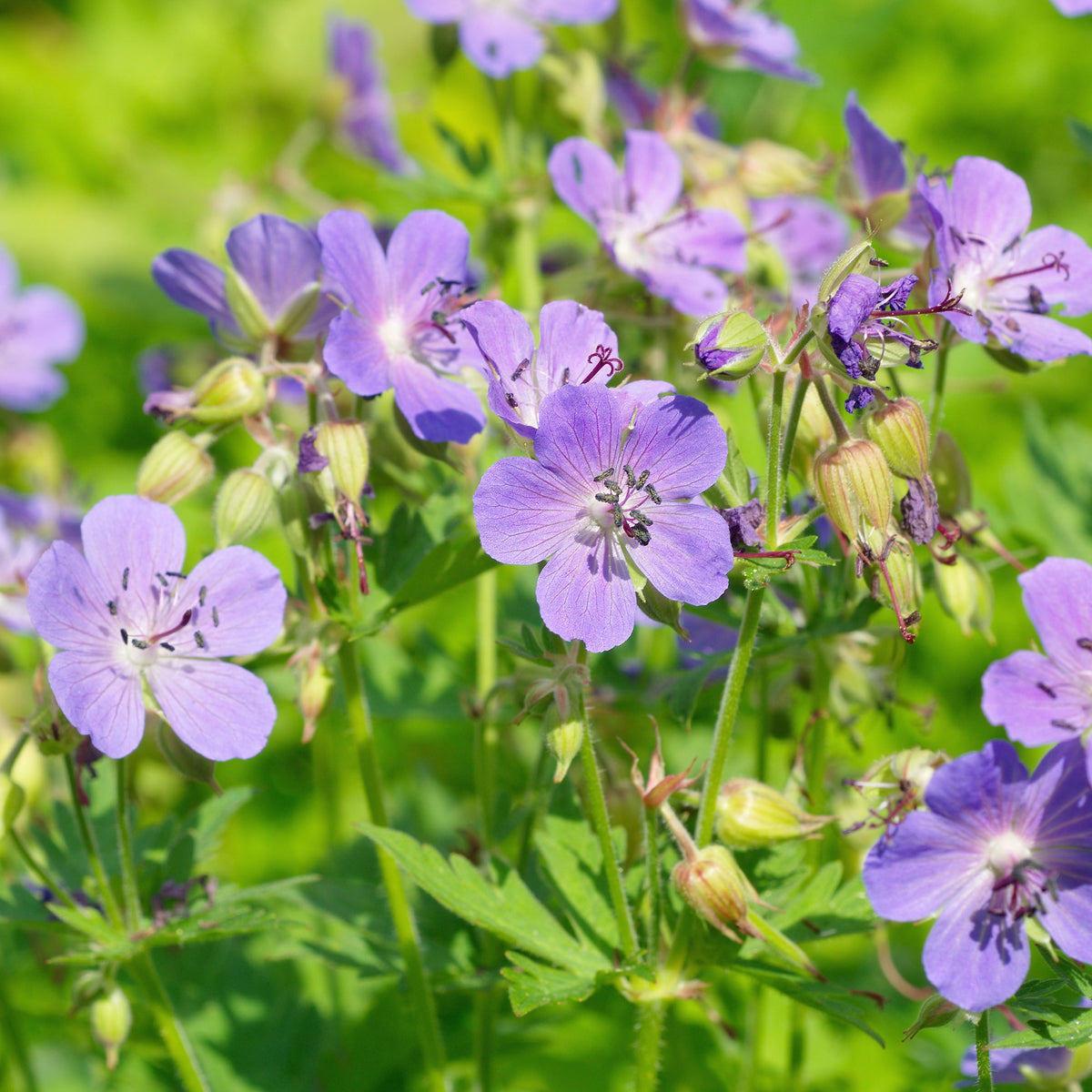 Géranium vivace bleu - Willemse