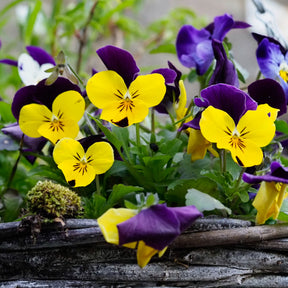 Graines de fleurs - Violette cornue Helen Mount - Pensée - Viola cornuta helen mount
