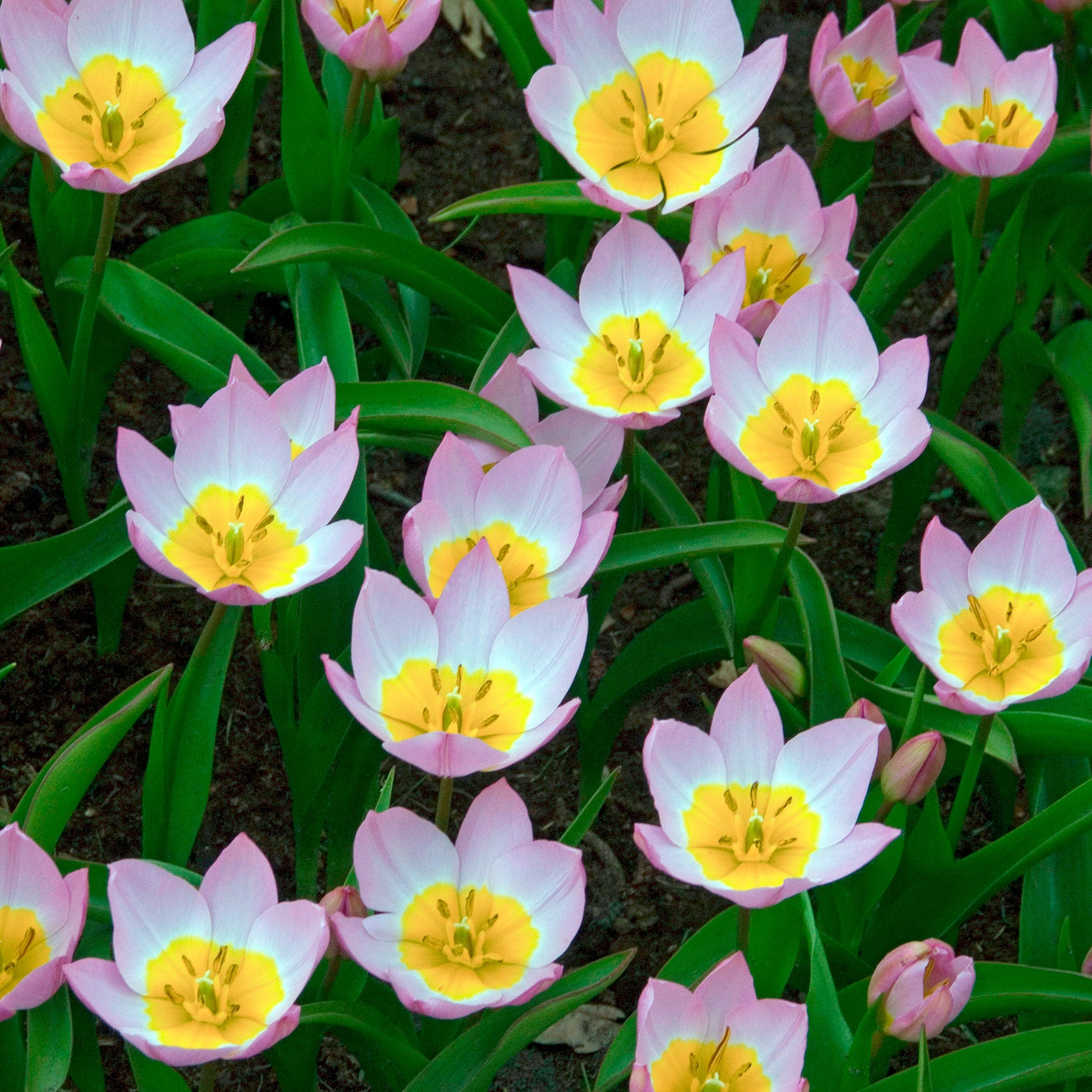 Vente 10 Tulipes botaniques Lilac Wonder