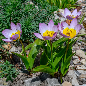Vente 10 Tulipes botaniques Lilac Wonder - Tulipa Lilac Wonder