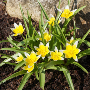 Tulipe - 10 Tulipes botaniques Tarda - Tulipa tarda