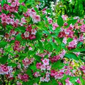 Weigelia Pink Princess - Willemse