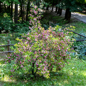 Weigelia Pink Princess - Willemse