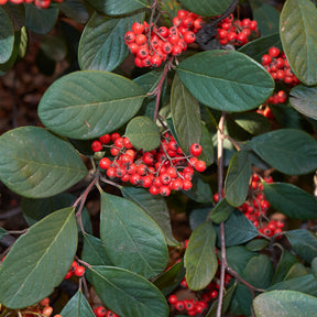Cotoneaster lacteus - Cotoneaster Lacteus - Cotonéaster
