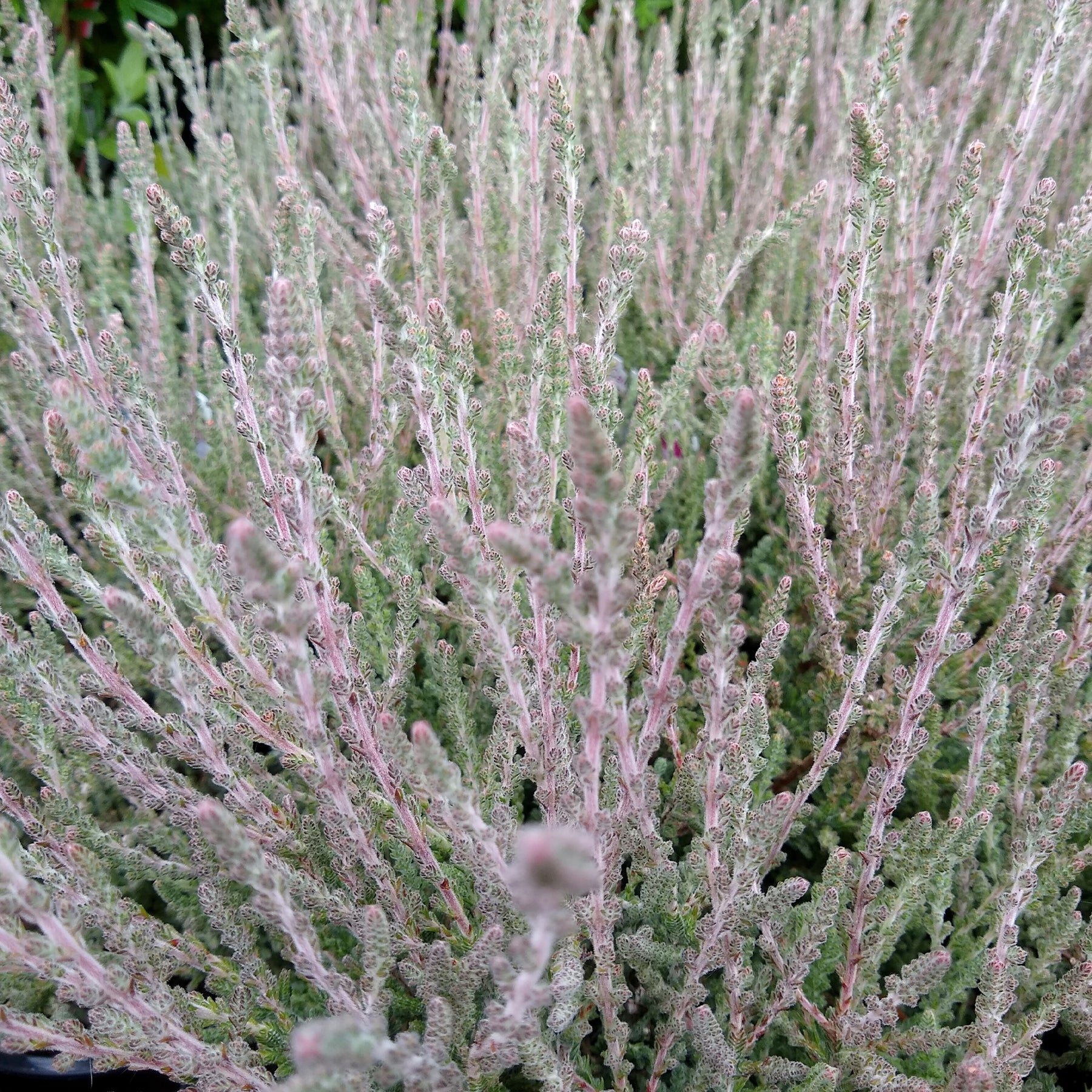 Calluna vulgaris Silver Knight - Bruyère d'été Silver Knight - Bruyère d'été