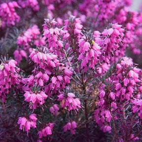 Bruyère d'hiver - Bruyère d'hiver Lucie - Erica darleyensis Winter Belles ® Lucie