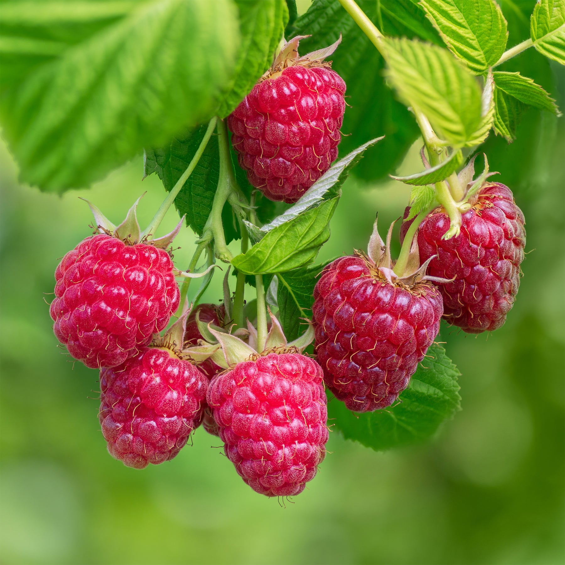 Rubus idaeus zeva - Framboisier Zeva - Framboisier