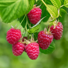 Rubus idaeus zeva - Framboisier Zeva - Framboisier