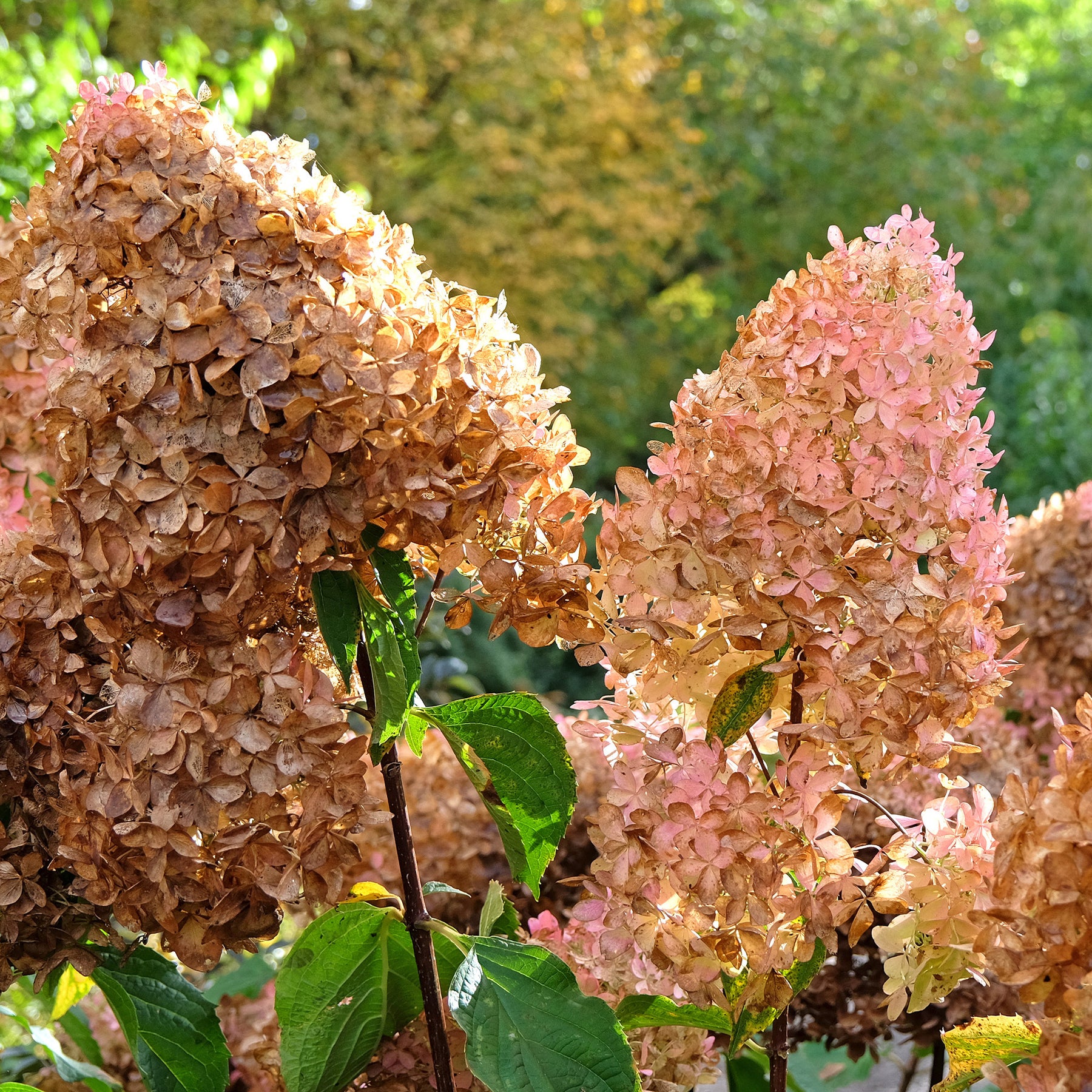 Hortensia paniculé - Hortensia paniculé Phantom - Hydrangea paniculata phantom