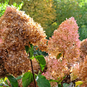 Hortensia paniculé - Hortensia paniculé Phantom - Hydrangea paniculata phantom