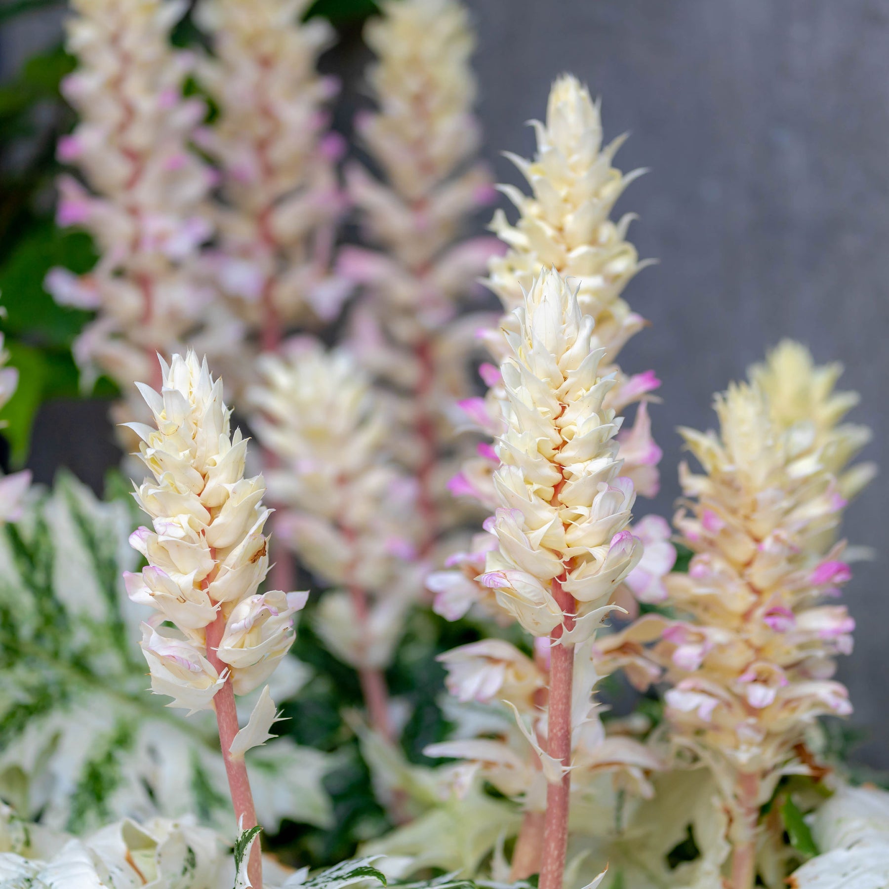 Acanthe de Tasmanie Angel - Acanthus hybride tasmanian angel - Willemse
