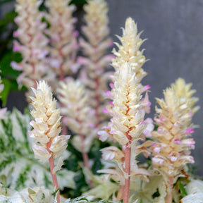 Acanthe de Tasmanie Angel - Acanthus hybride tasmanian angel - Willemse