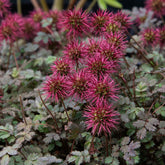 Lampourde à petites feuilles Kupferteppich - Willemse