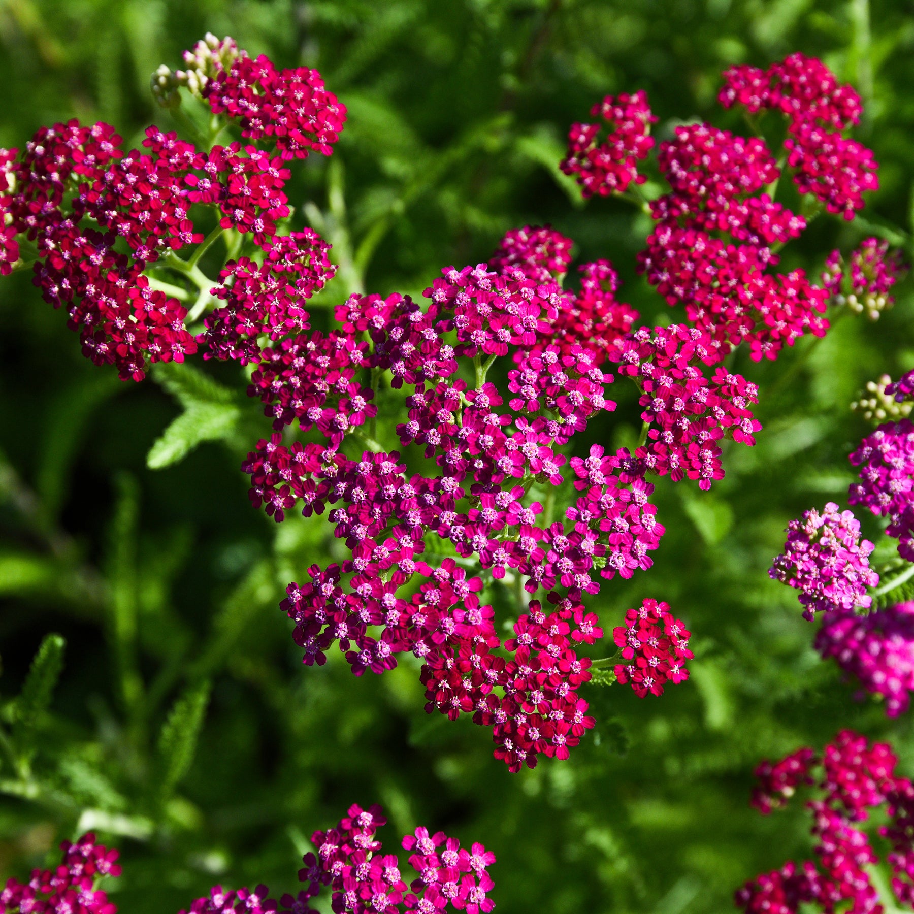 Achillea millefolium Cerise Queen - Achillée millefeuille Cerise Queen - Achillée
