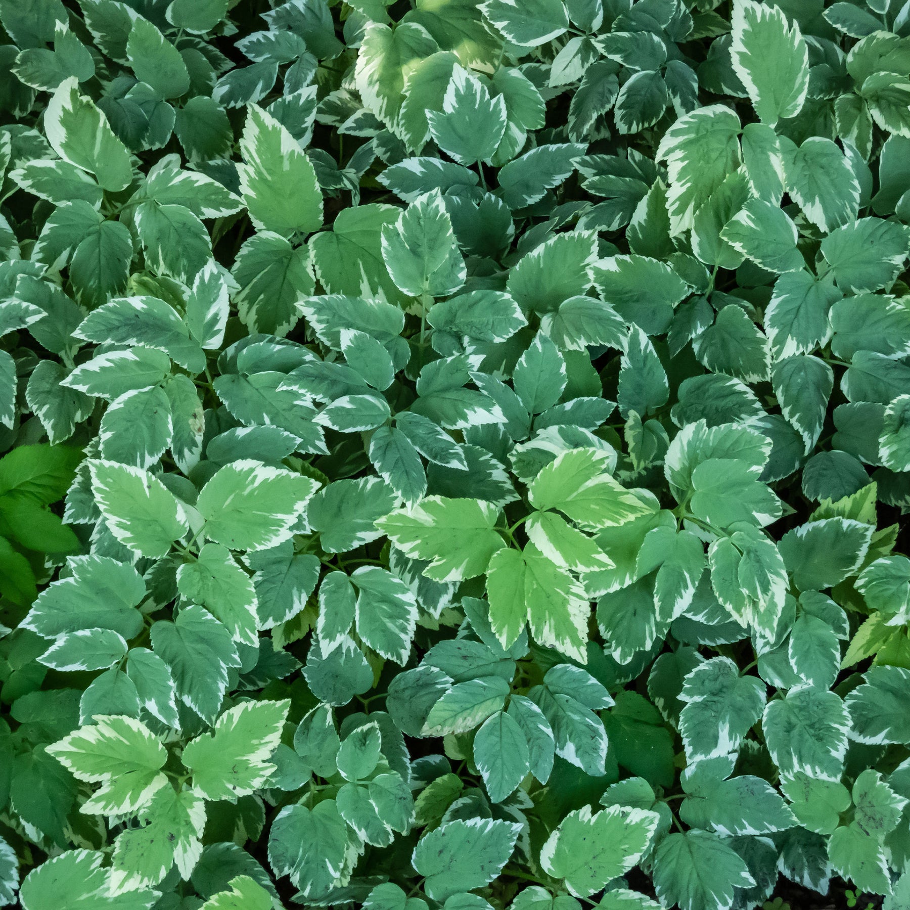Herbe aux goutteux panachée - Aegopodium podograria variegatum - Willemse