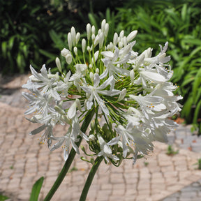 Agapanthe africaine blanche - Agapanthus africanus albus - Willemse