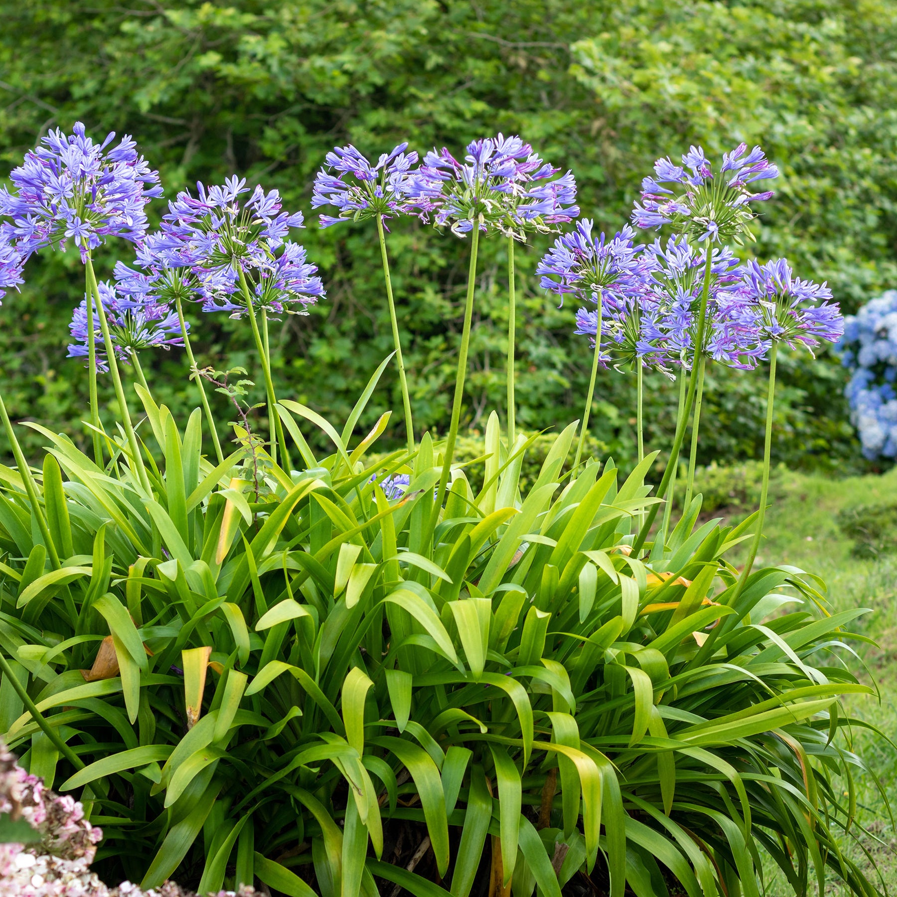 Agapanthe bleue