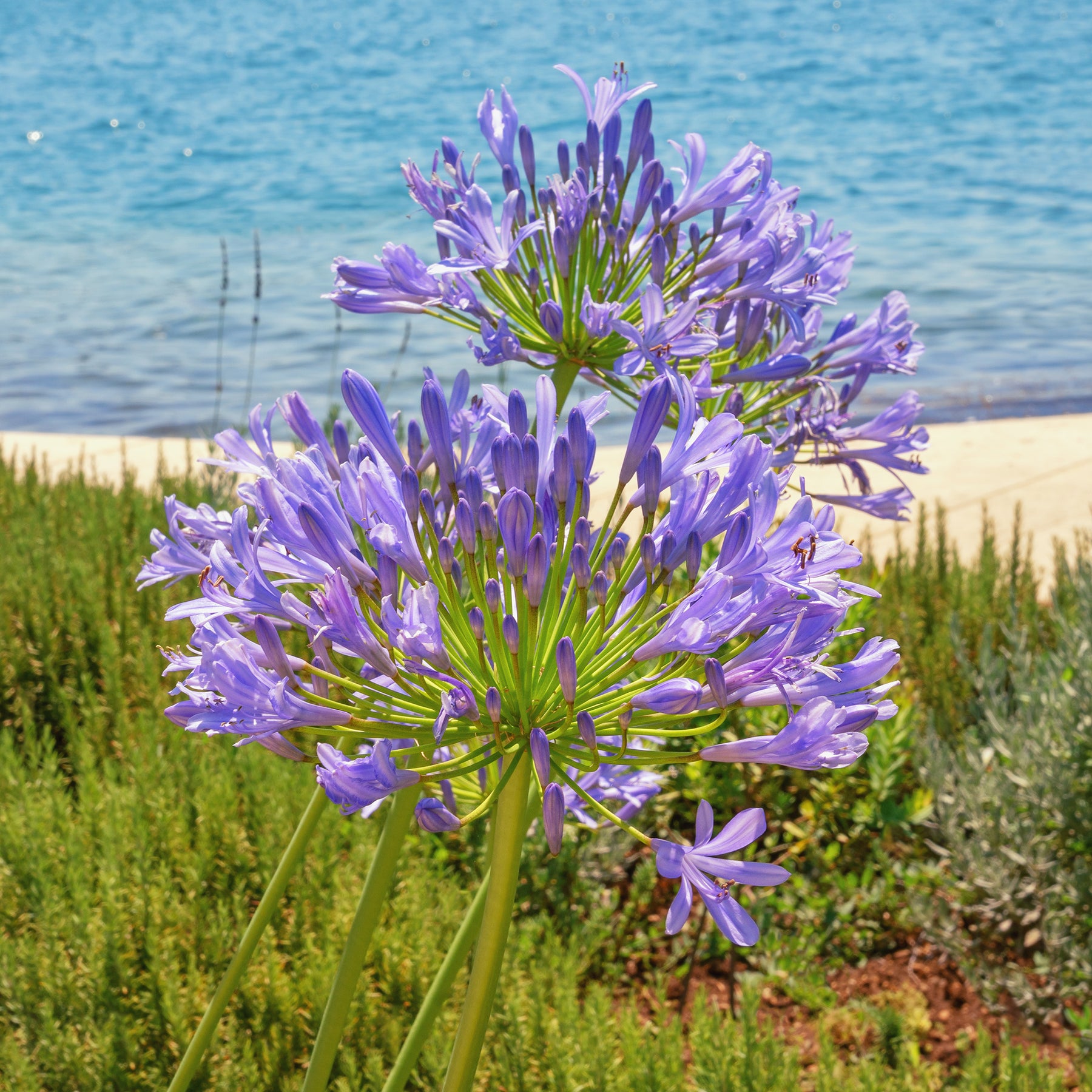 Agapanthus africanus - Agapanthe bleue - Agapanthes