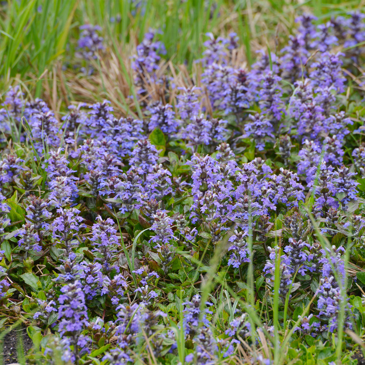 Bugle rampante - Willemse