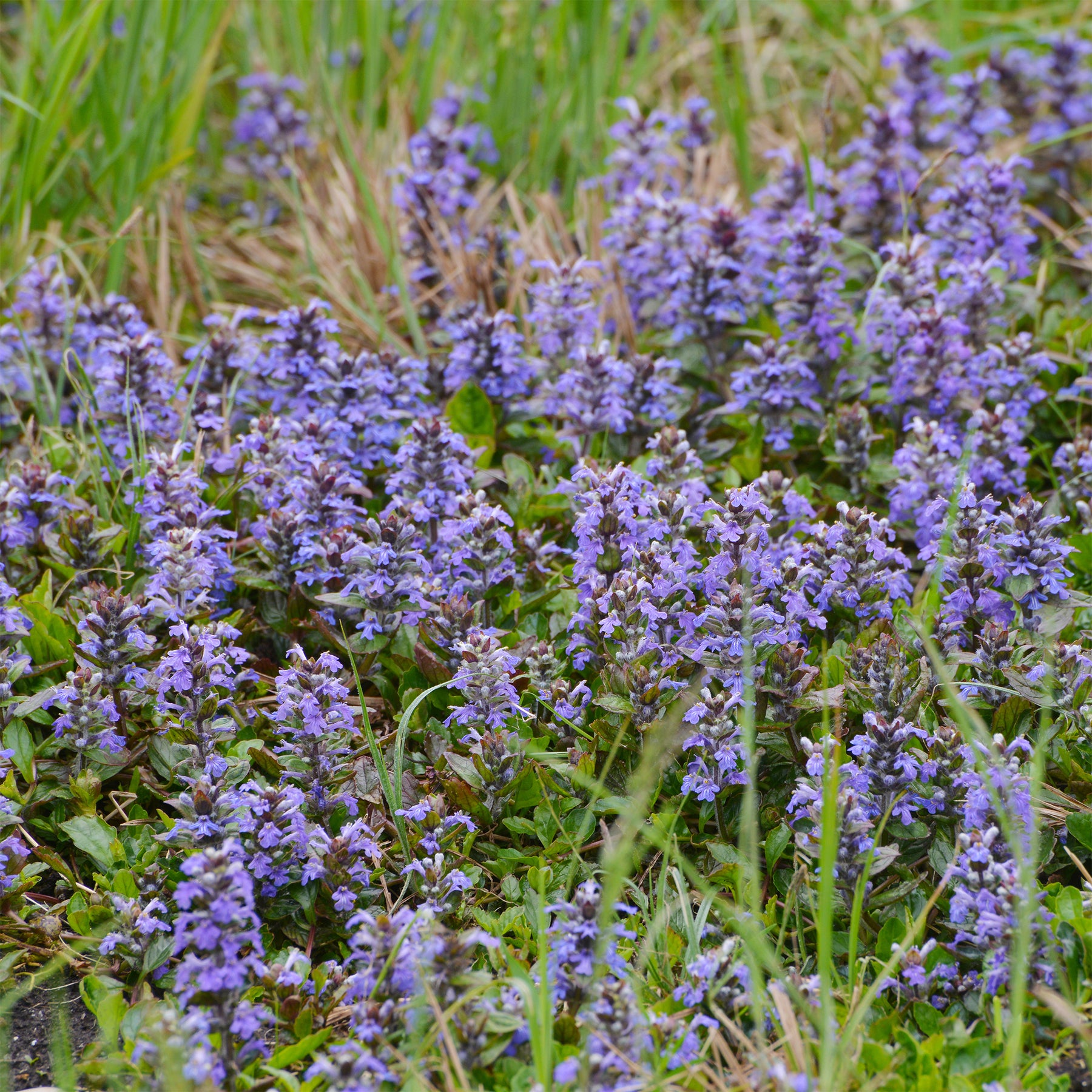 Bugle rampante - Willemse