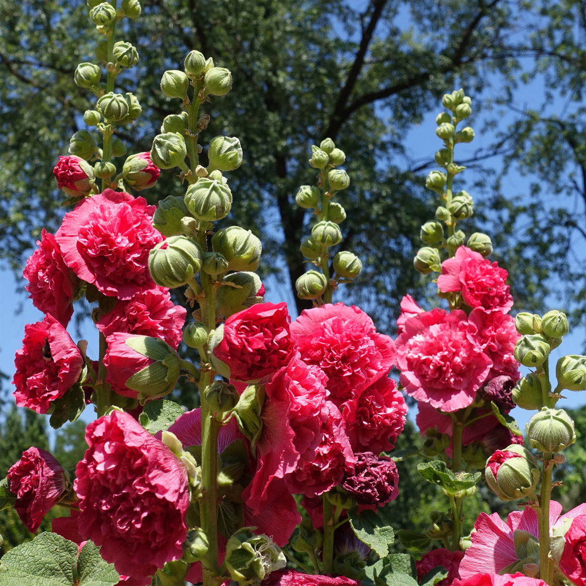 Rose trémière double Rose - Willemse