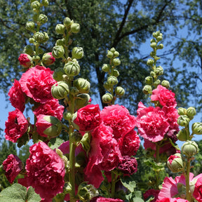 Rose trémière double Rose - Willemse