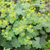 Alchemille vulgaris - Willemse