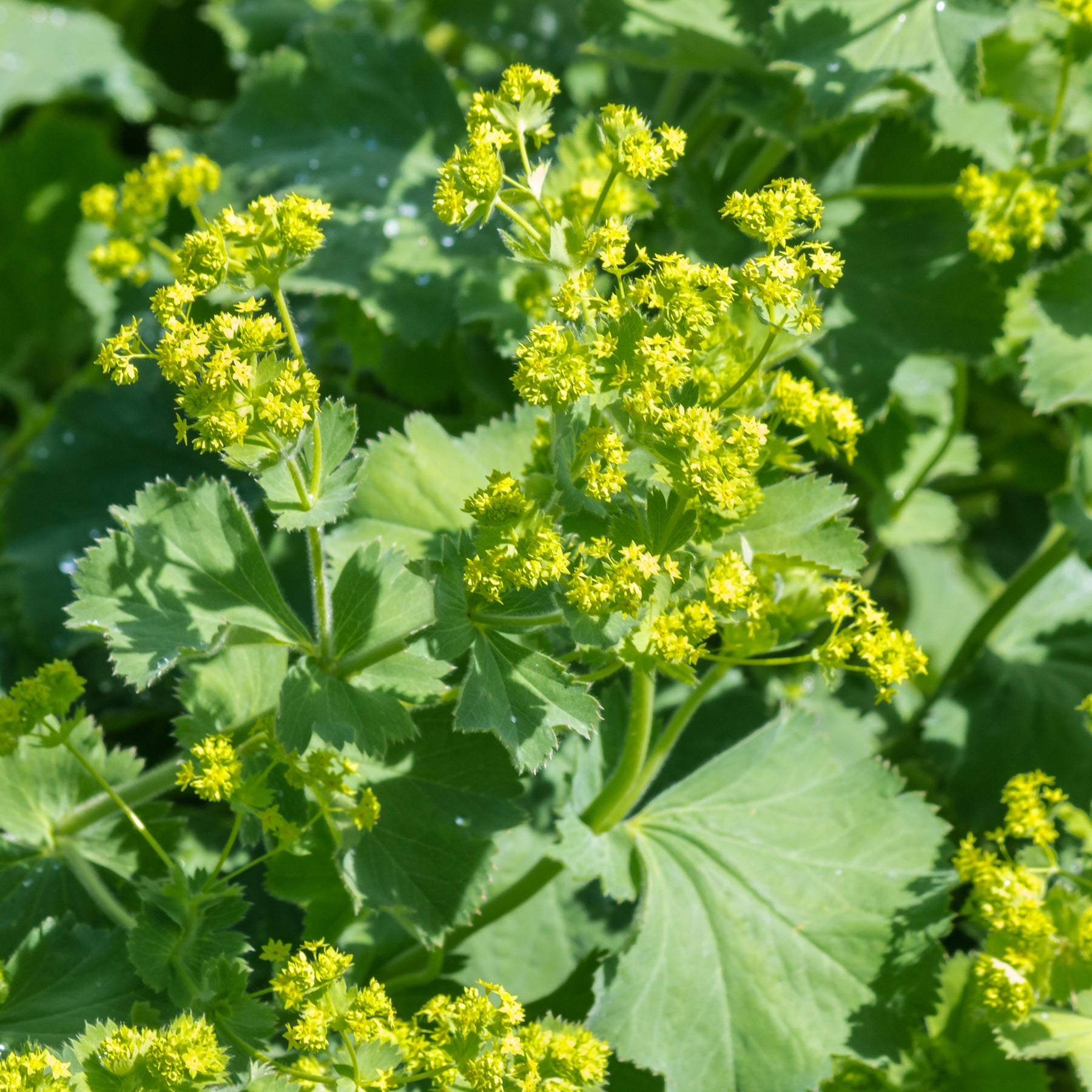 Alchemilla - Alchemille vulgaris - Alchemilla vulgaris