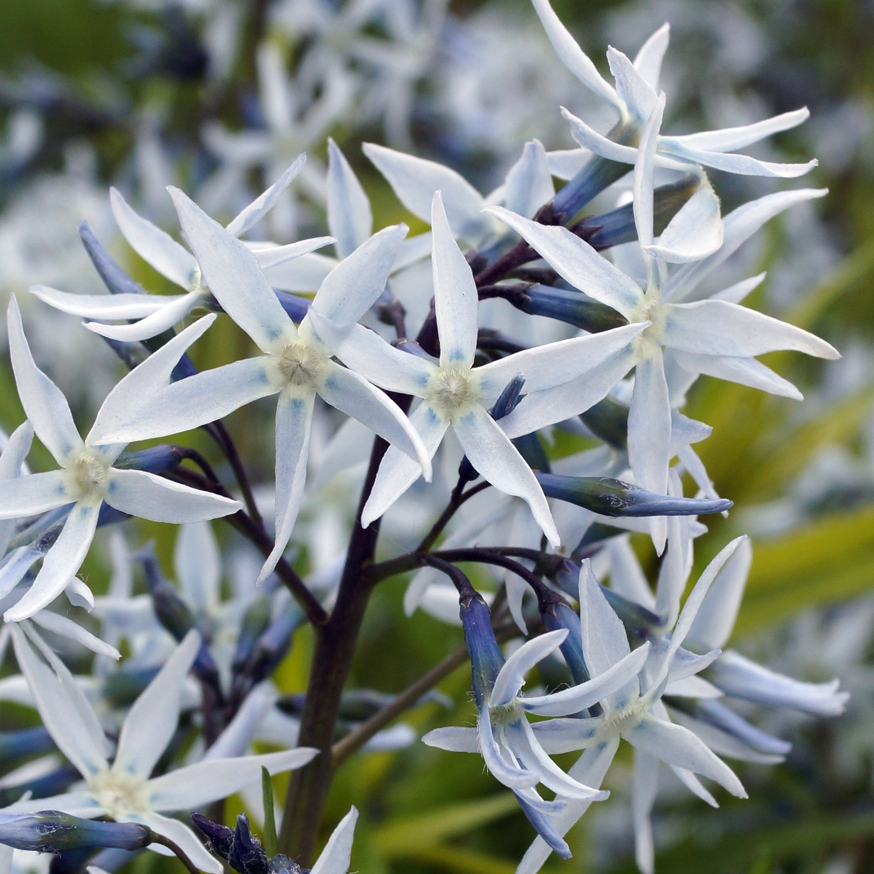 Amsonie hubrichtii - Amsonia hubrichtii - Willemse