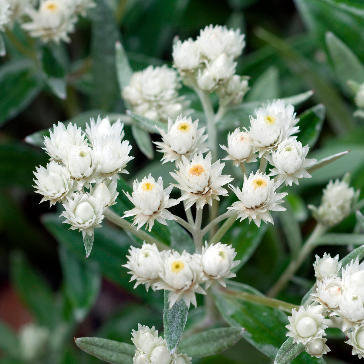 Immortelle de l'Himalaya Silberregen - Willemse