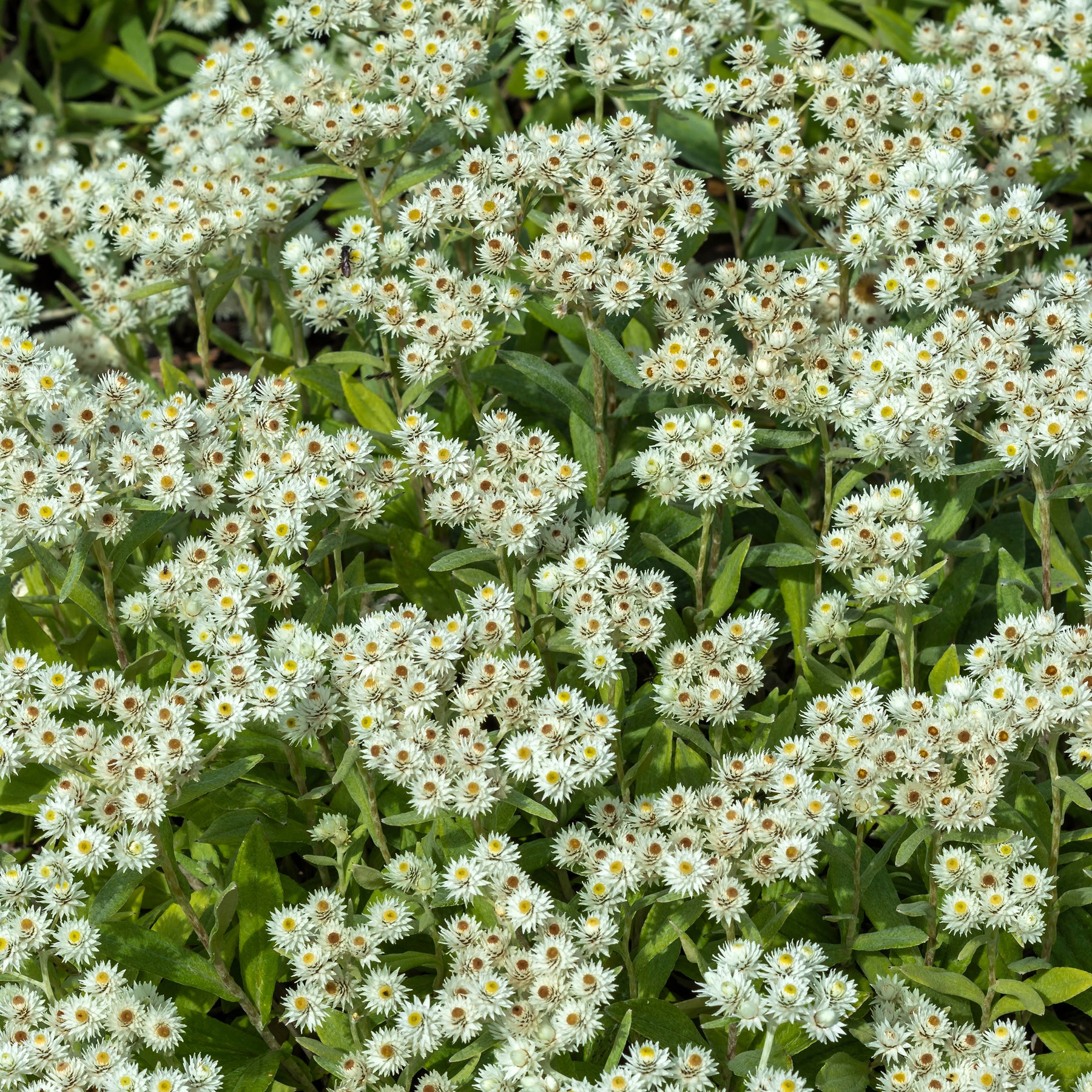 Immortelle de l'Himalaya Sommerschnee - Anaphalis triplinervis Sommerschnee - Willemse