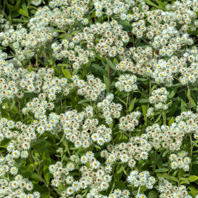 Immortelle de l'Himalaya Sommerschnee - Anaphalis triplinervis Sommerschnee - Willemse