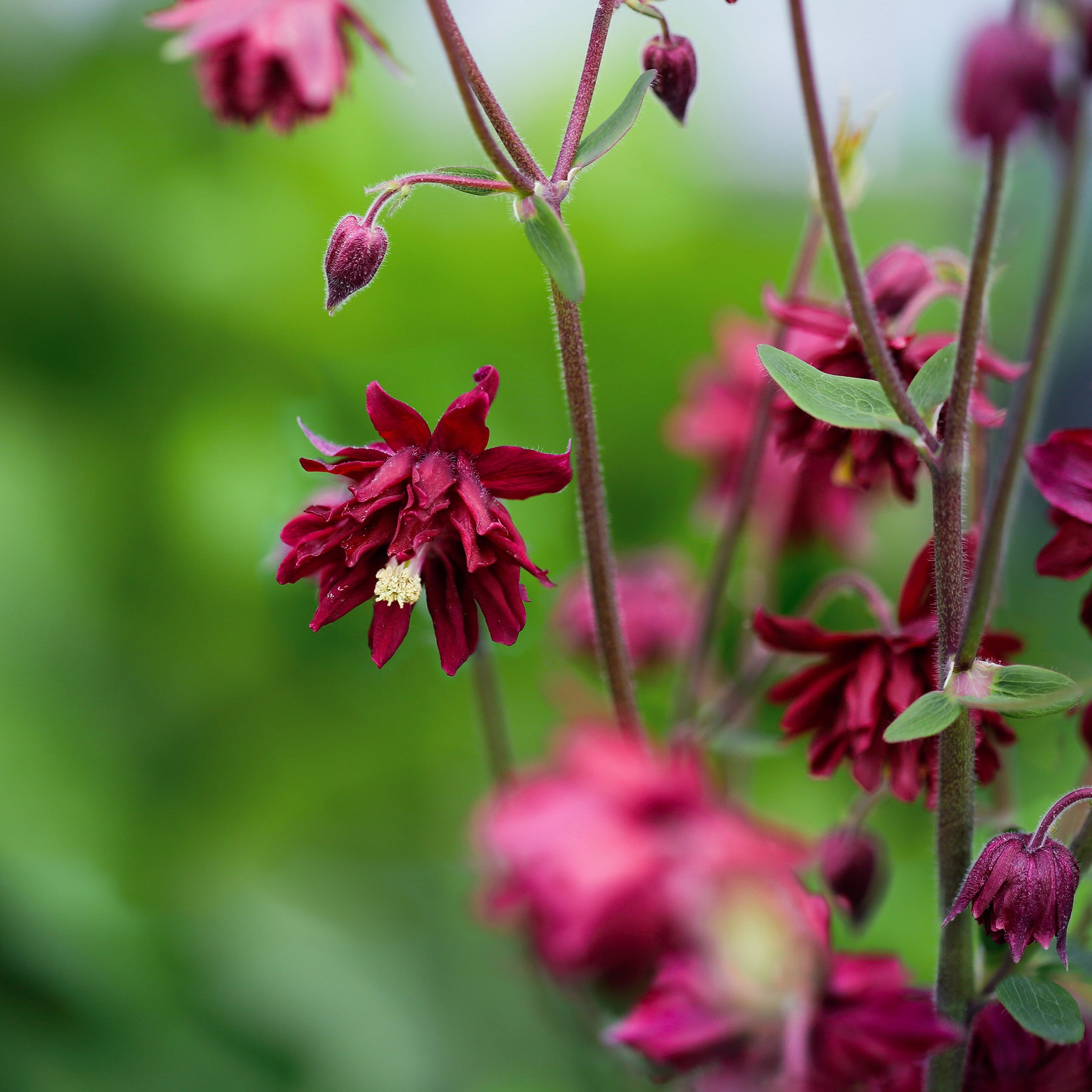 Ancolie vulgaris Ruby Port - Willemse