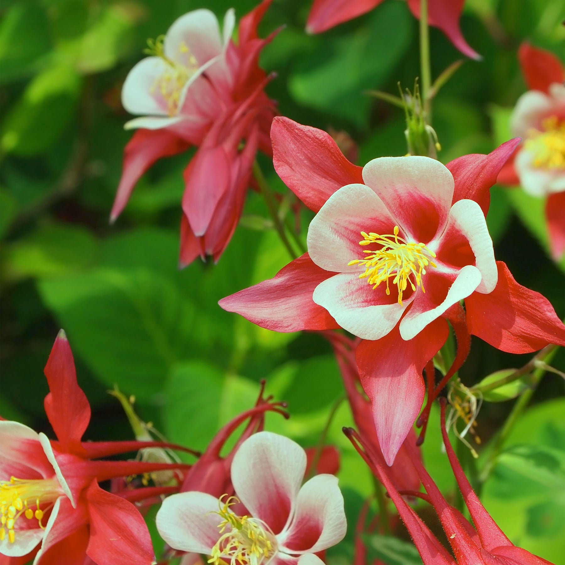 Ancolie Crimson Star - Willemse