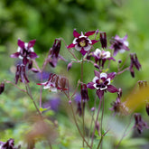 Ancolie des jardins William Guiness - Willemse