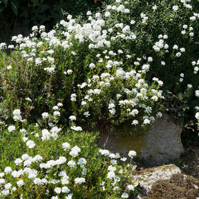 Corbeille d'argent - Iberis sempervirens 'weisser zwerg' - Willemse