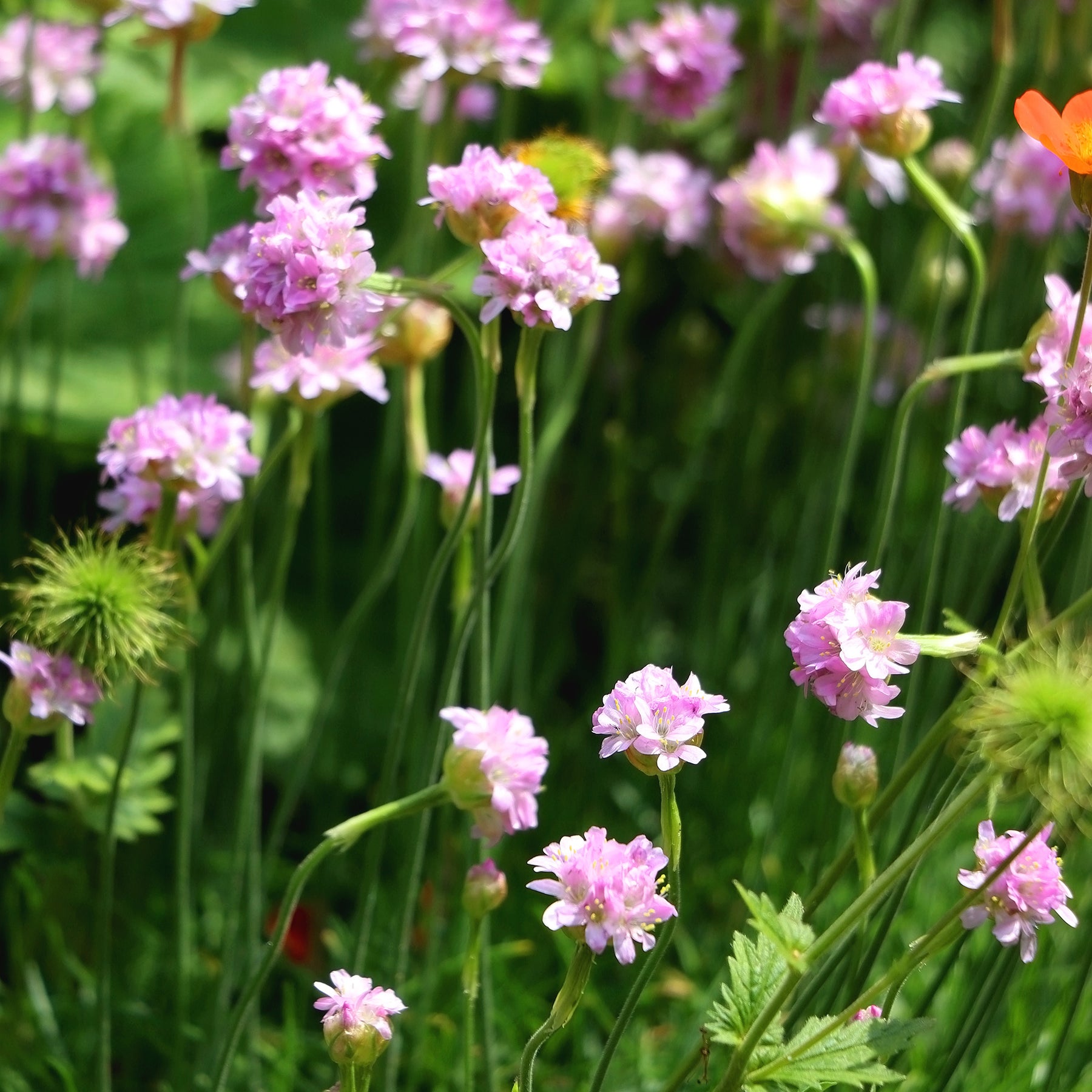 Gazon d'Espagne rose - Willemse