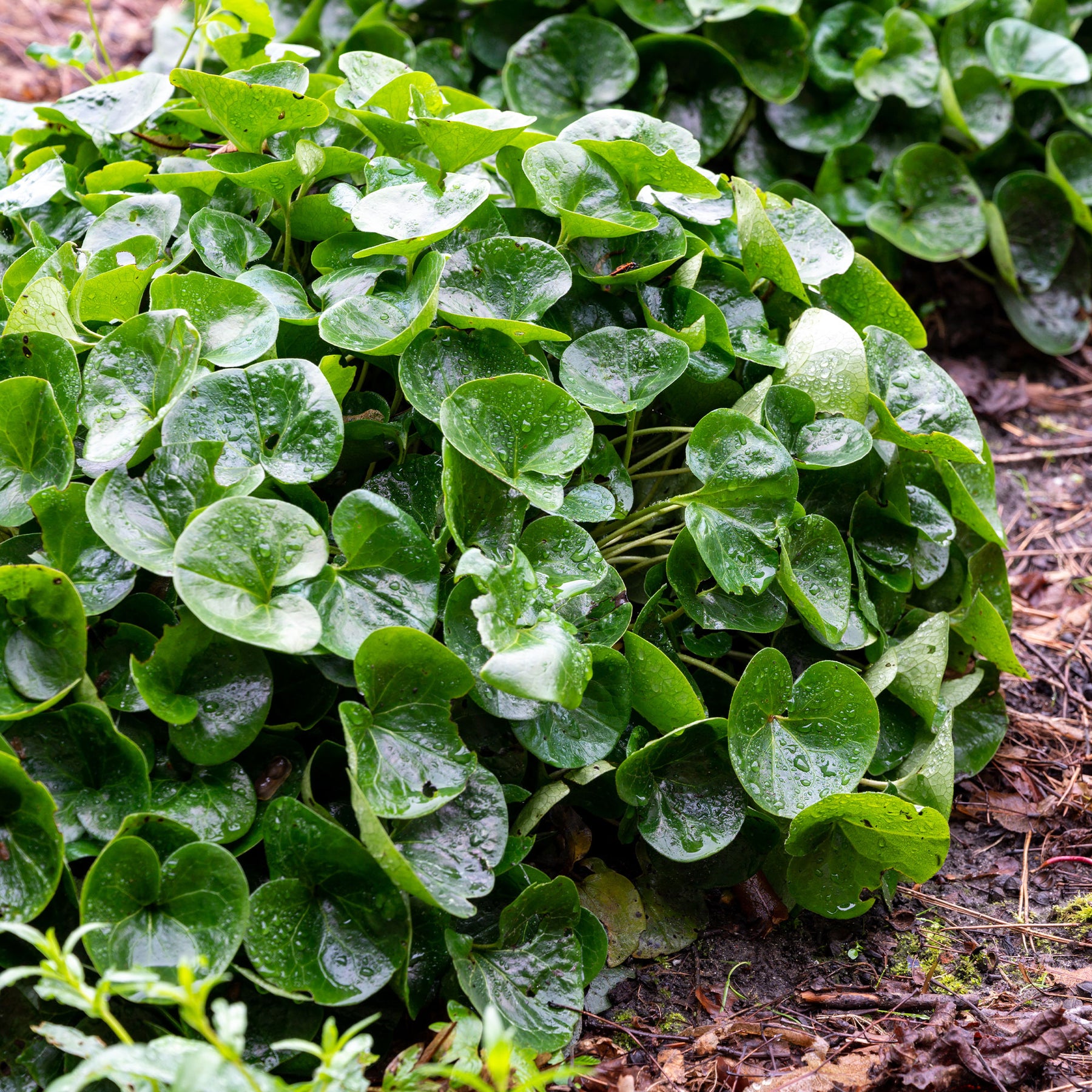 Vivaces couvre-sol - Asaret d'Europe - Asarum europaeum
