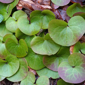 Asaret d'Europe - Asarum europaeum - Willemse