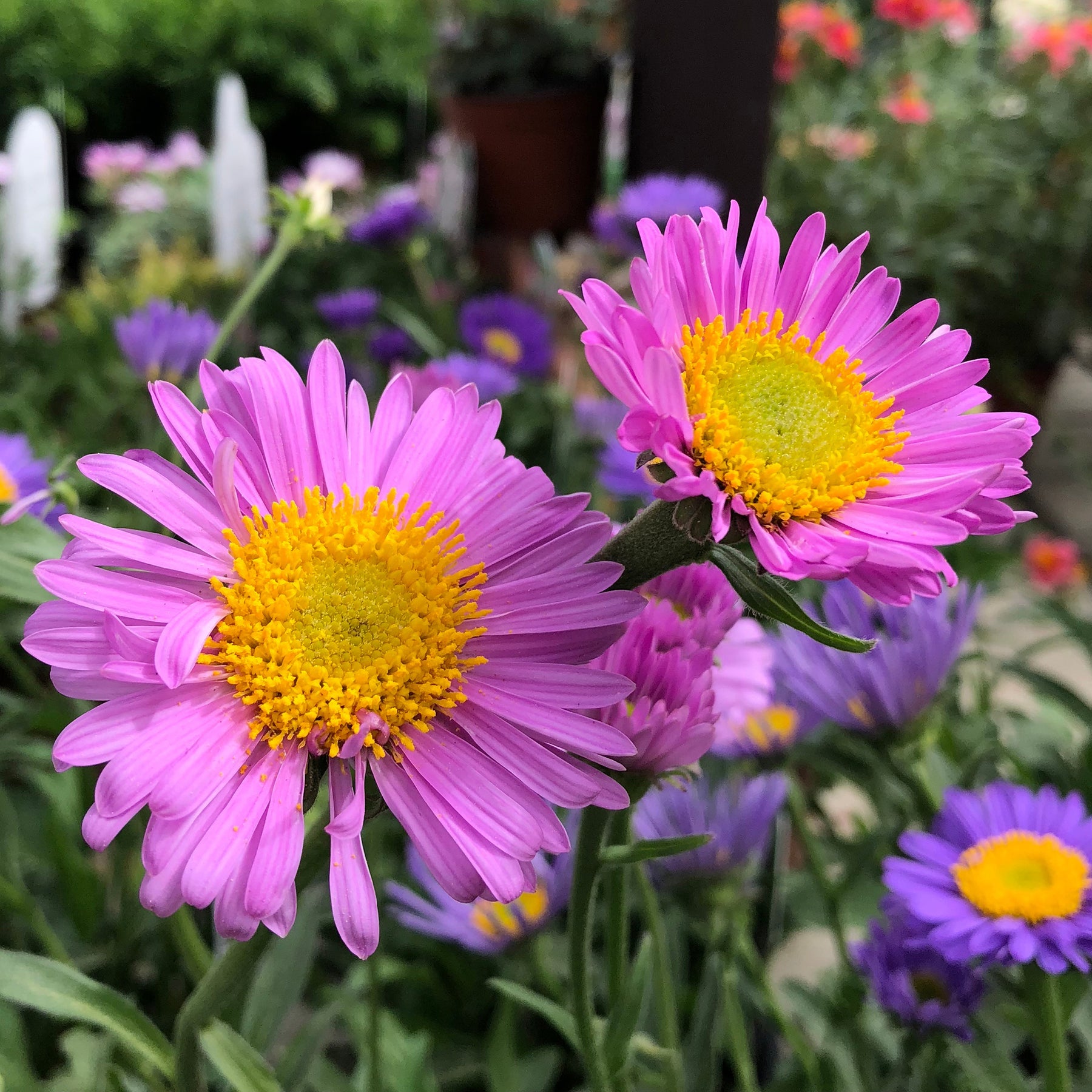 Aster  des Alpes Happy End - Aster alpinus Happy End - Willemse