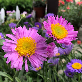 Aster  des Alpes Happy End - Aster alpinus Happy End - Willemse