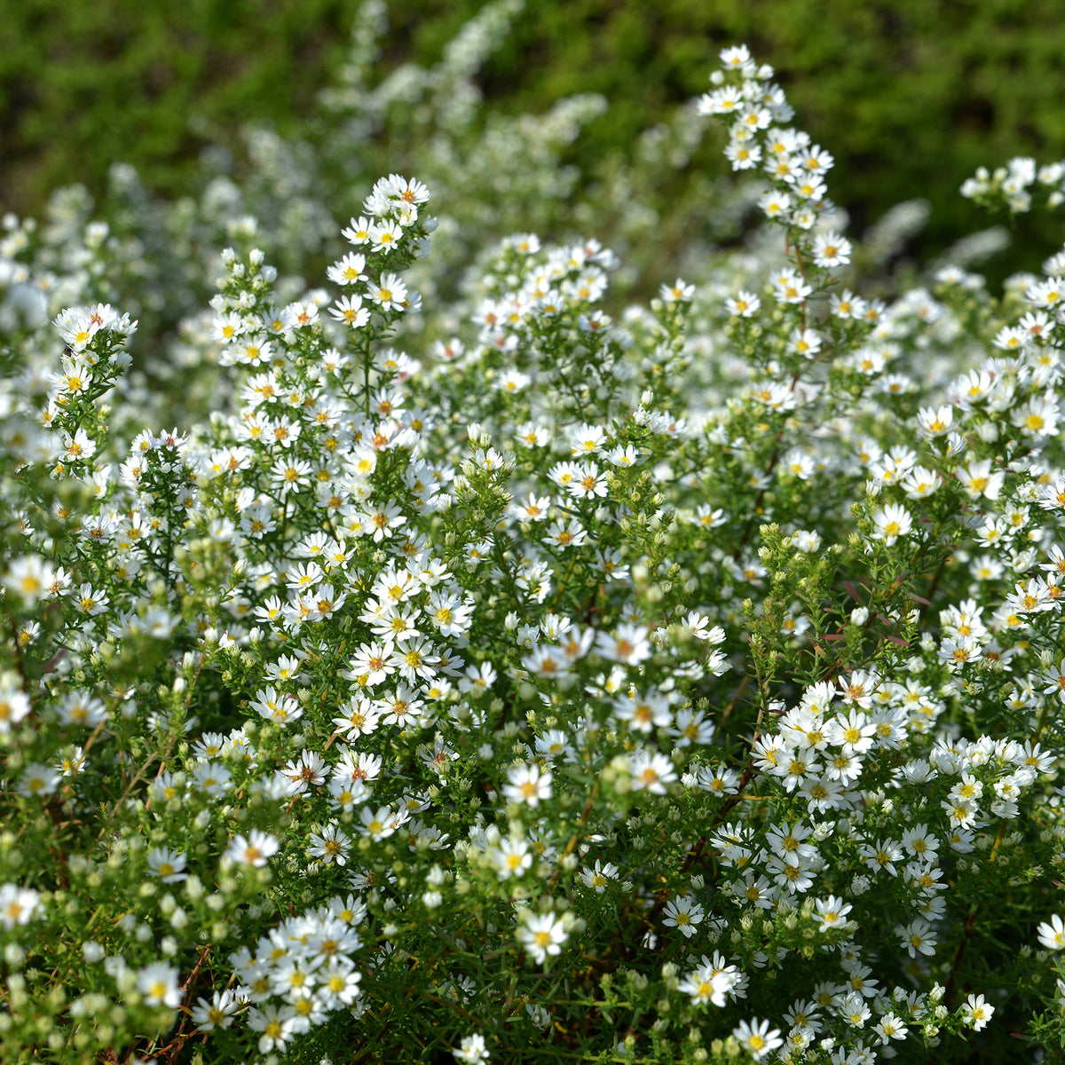 Aster  éricoïde Snowflurry - Aster ericoides Snowflurry - Willemse