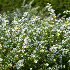 Aster  éricoïde Snowflurry - Aster ericoides Snowflurry - Willemse