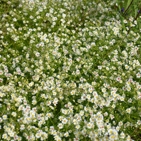 Aster ericoides Snowflurry - Aster  éricoïde Snowflurry - Aster