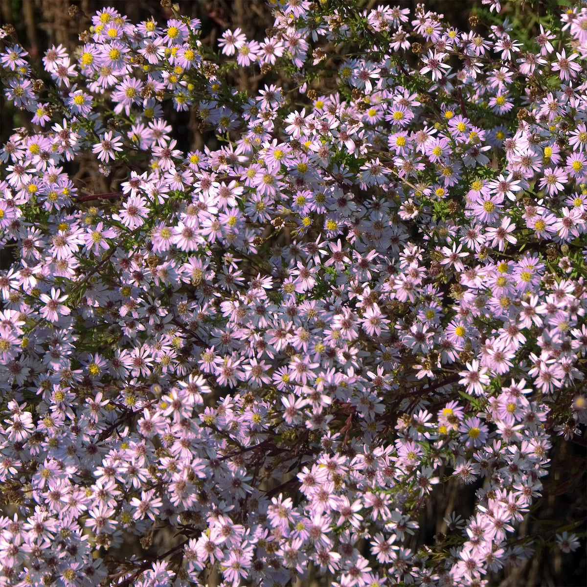 Aster  Pink Star - Willemse