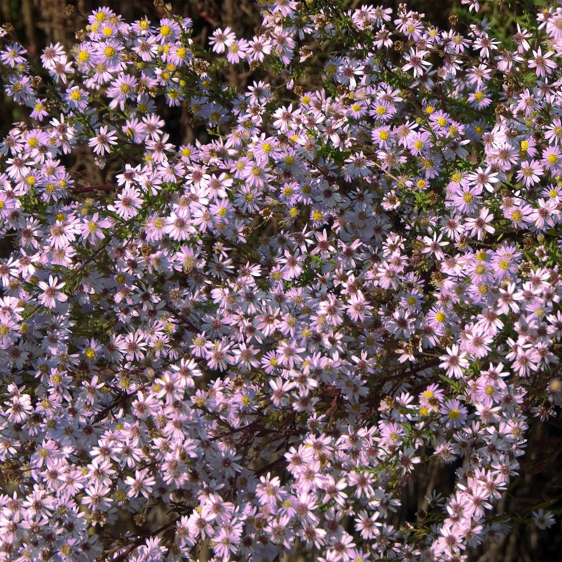 Aster  Pink Star - Willemse