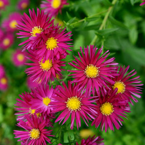 Aster  grands d'automne Crimson Brocade - Willemse