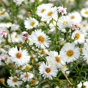 Aster novi-belgii white ladies - Aster grand d'automne White Lady - Aster